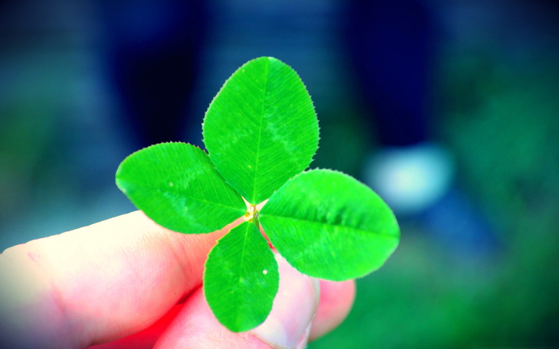 clover, plant, outdoors, close-up, photography, focus on foreground, green, red, 2K, four, body part, finger, holding, day, hd, one person