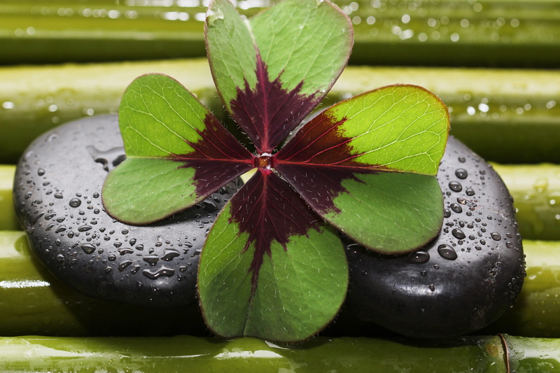 focus on foreground, close-up, growth, leaf, food and drink, green color, drip, wet, relax, four leaf clover, rest, zen, meditation, flower, plant, beauty in nature