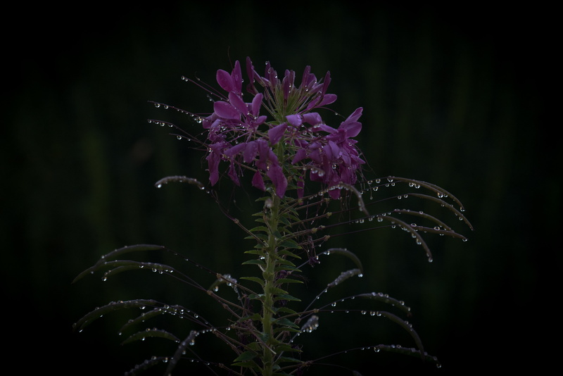 nature, tree, flower head, purple, autumn, water, growth, petaled, flower, flowering plant, violet, outdoors, night, garden, no people, cleome, beauty in nature