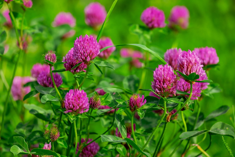 pink color, vulnerability, red clover, plant, outdoors, blossom, selective focus, nature, flower, klee, flowering plant, pink, beauty in nature, growth