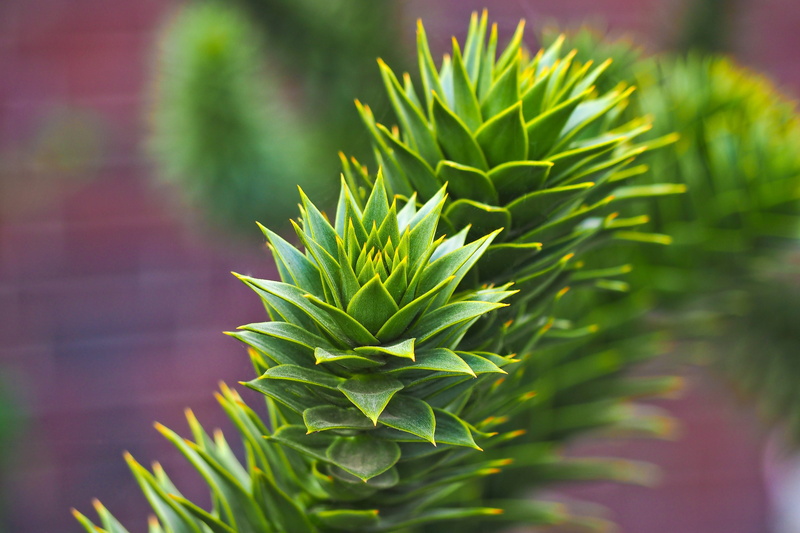 signs of spring, plant part, no people, araucaria, cannabis plant, selective focus, garden, food, spring, season, conifers, tranquility, outdoors, marijuana - herbal cannabis
