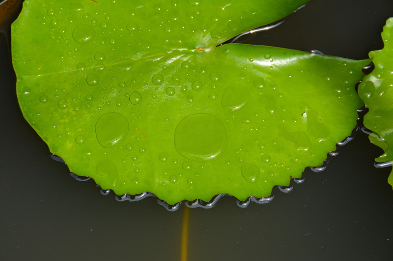 blossom, flora, tropical, petal, pond, outdoor, 5K, food, green, beauty in nature, lily leaf, rain, healthy eating, lilly, purity, growing, environment