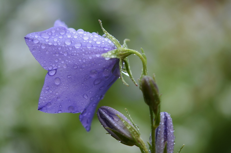 leaf, growth, garden, no people, raindrop, rain, campanula, blue, macro, petal, focus, inflorescence, purity, flower head, flowering plant, beauty in nature