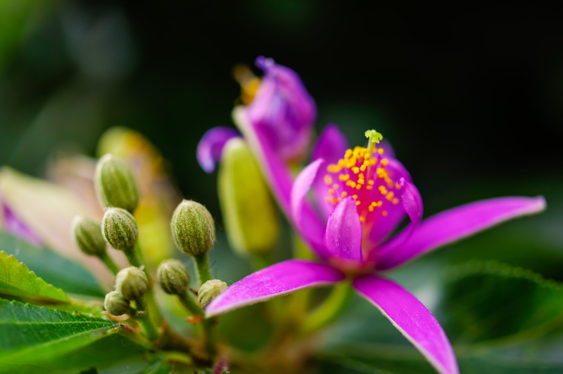 leaf, close-up, Macro, purple, flower, Plants, closeup photography, petaled, pink, nature, bokeh, sweet, flower Head, 5K, delicate, plant, yellow, green  light