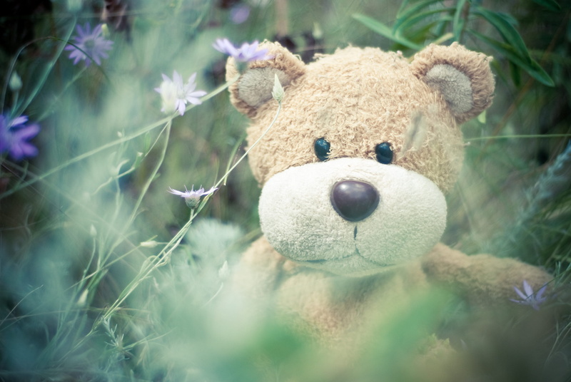 animal, day, confectionery, invertebrate, asteraceae, stuffed toy, flowering plant, frisbee, green, close-up, sweets, plush, selective focus, security