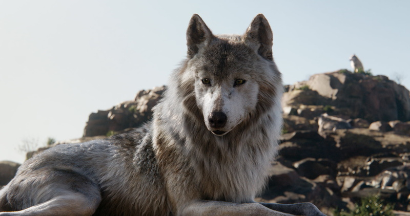 wolf, Raksha, 1080P, The Jungle Book