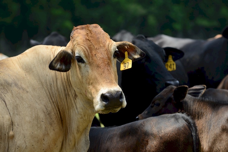 group of animals, countryside, meat, rural, animal nose, agriculture, mammal, angus, herbivorous, herd, outdoors, livestock, cow, pets, 1080P, animal wildlife