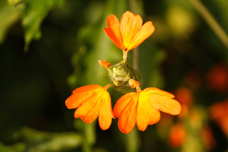 fragility, close-up, inflorescence, animal wildlife, one animal, focus on foreground, pollination, orange, kanakambaram flower, freshness, beauty in nature
