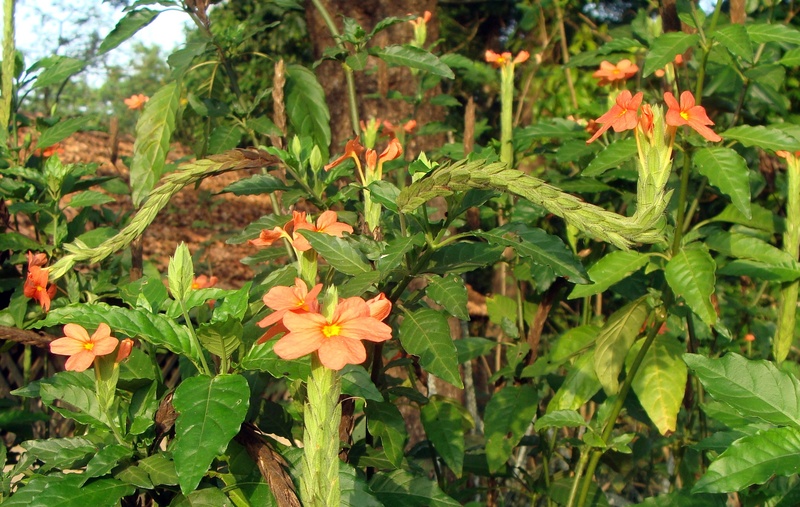 flower, nature, flowering plant, beauty in nature, green color, day, inflorescence, petal, flora, fragility, india, firecracker flower, botanical, outdoors