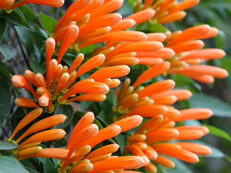 orange color, vulnerability, freshness, flowering plant, botany, 4K, focus on foreground, inflorescence, northwest gold rain, petal, plant, orange, flower head