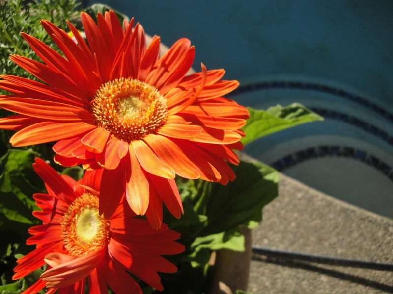 deep, bright, 1080P, s, pool, nature and, green, nature, forever, flowers, blue, gerberas, pools deep aqua, love, aqua, orange