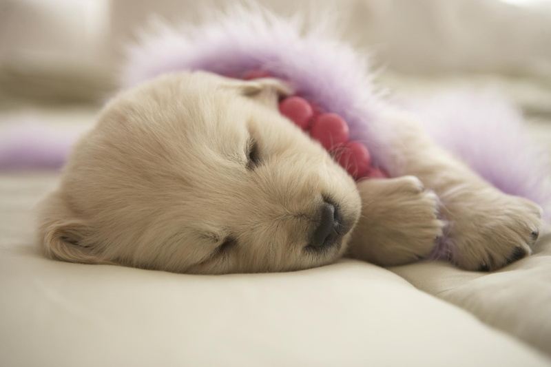cookie, lady, pink, sweet, dogs, lavender, white, home, angel, 1080P, love, animals, forever, sleeping, girl, puppy