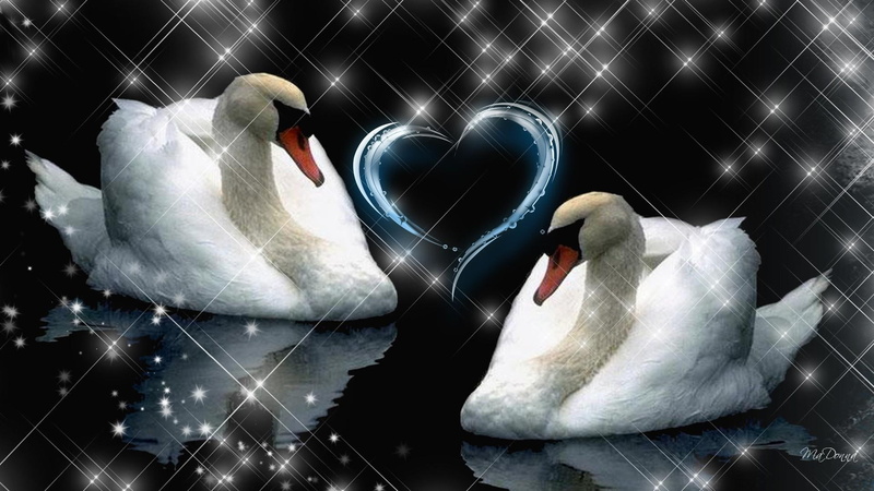 romantic, love, marriage, forever, heart, death, birds, swimming, us, 1080P, till, animals, valentines day, swans, stars, part