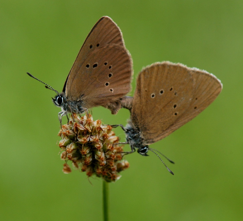 butterfly, light brown, green, 1080P, nectar, animals, forever, flower, garden, couple, love