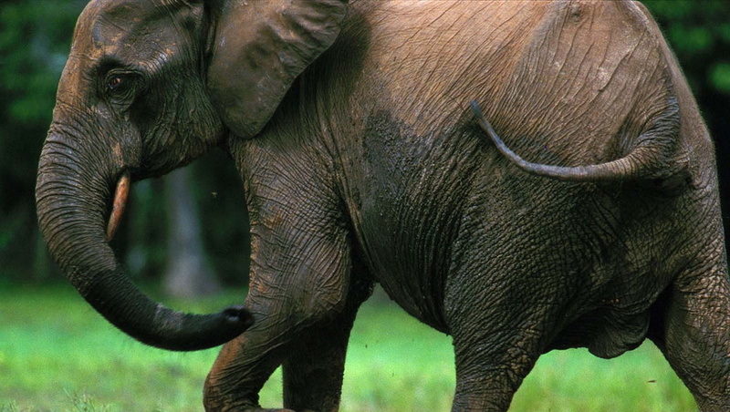field, no people, plant, elephant, animal wildlife, day, herbivorous, mammal, animal themes, animals in the wild, animal family, animal body part, outdoors