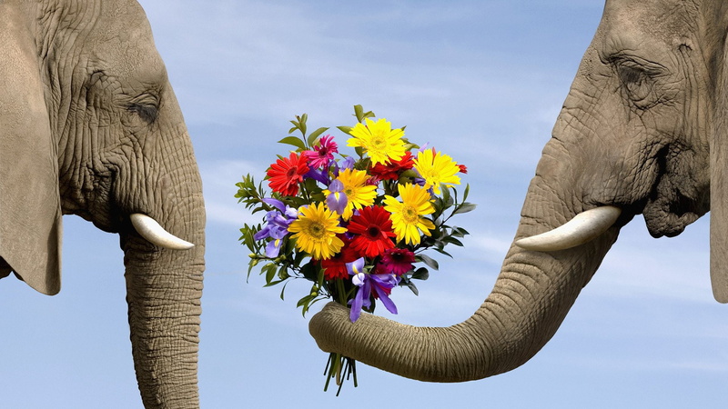 flowering plant, day, psychedelic, fantasy, yellow, manipulation, Photo, artwork, 1080P, elephant, outdoors, Photoshop, animal themes, flower head, freshness