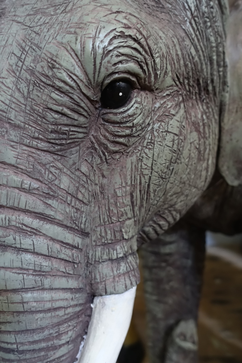 close-up, skin, face, focus on foreground, 5K, animals in the wild, one animal, day, wildlife, animal head, vertebrate, mammal, eye, natural pattern, animal eye