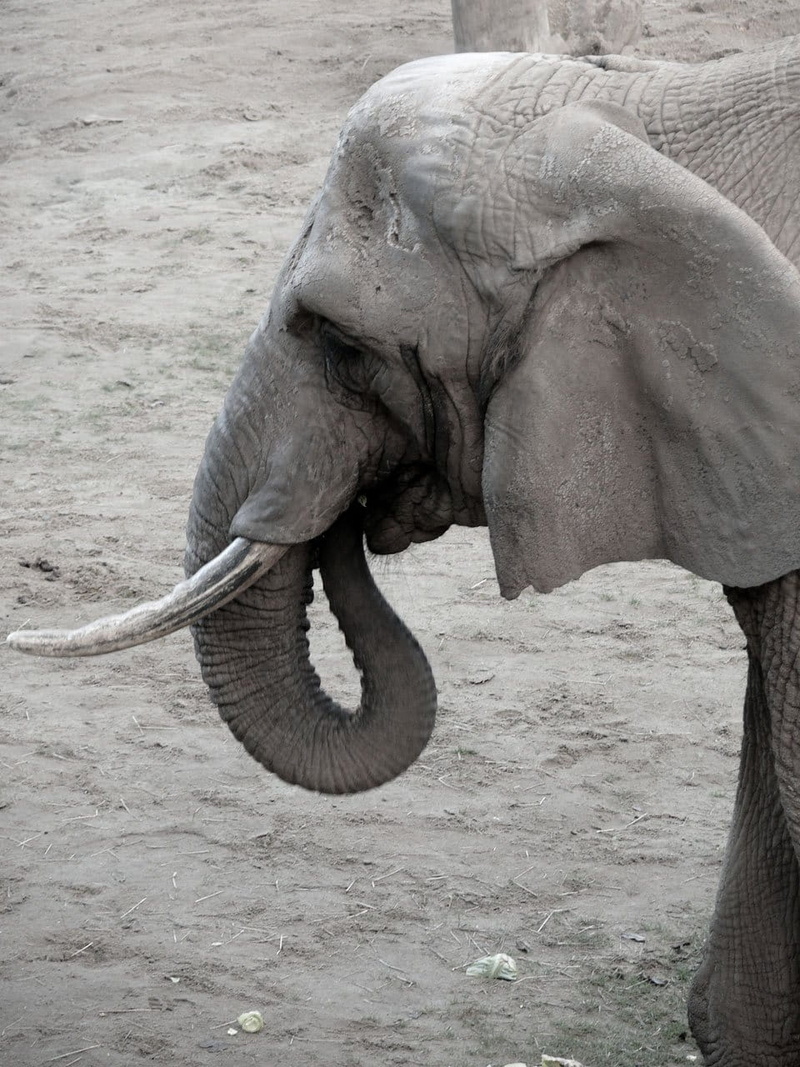 animals in the wild, no people, strength, face, one animal, land, dust, herbivorous, vertebrate, outdoors, 720P, safari, animal body part, day, animal themes