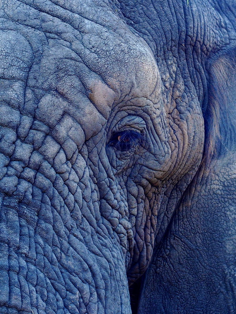 full frame, eye, herbivorous, wrinkled, elephant, pattern, animals in the wild, animal, animal wildlife, 1080P, textured, folds, gray, vertebrate, no people