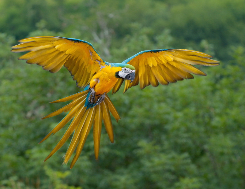 x, hd, animals, parrots, 2K, BIRDS, art