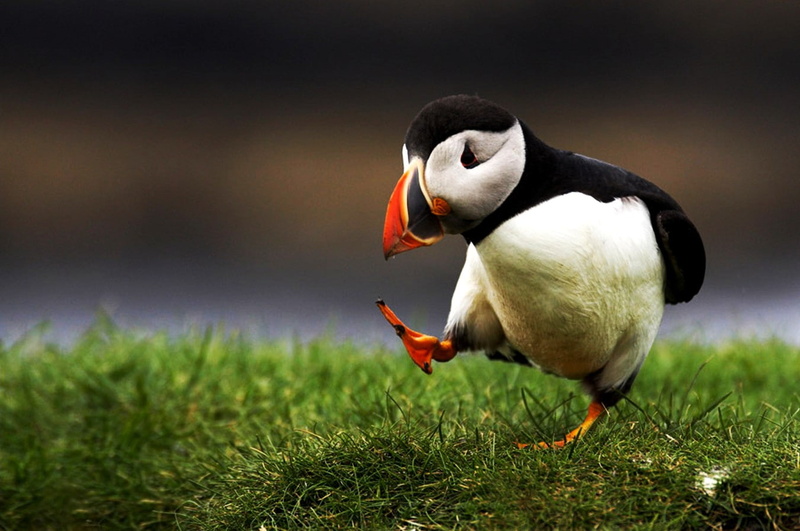 nature, art, x, BIRDS, 720P, hd, puffin, animals