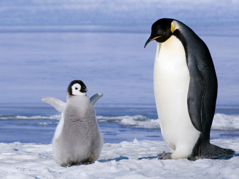 pinguinos, 480P, Bird, snow, art, animals, pinguin, Winter, birds, animal, hd