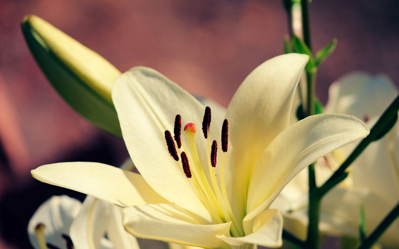 vulnerability, fragility, 1080P, flower, lilies, growth, flower arrangement, springtime, focus on foreground, flowering plant, petal, no people, plant