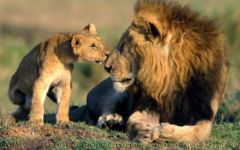 lion cub, cat, undomesticated cat, baby, togetherness, vertebrate, Asiatic, animal themes, animal wildlife, animal family, animal, group of animals, lioness
