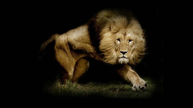 1080P, Strong Lion  HD, lion, hd, strong