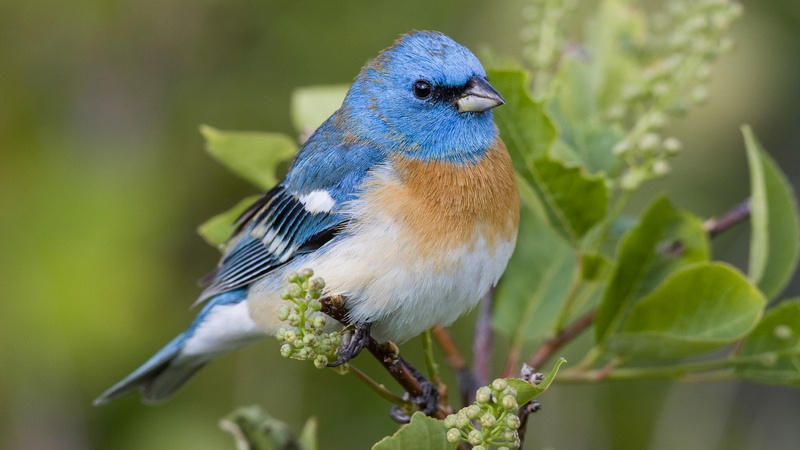 beauty in nature, full length, focus on foreground, no people, selective focus, branch, songbird, outdoors, birds, Lazuli, animal themes, plant, nature