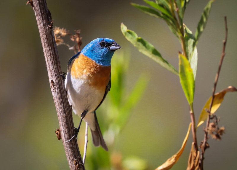 1080P, Bird, Birds, Lazuli Bunting