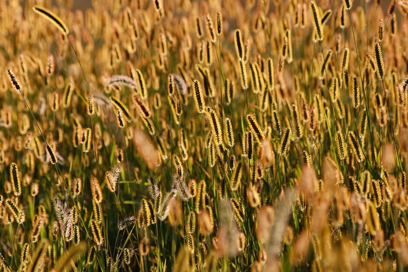 land, ear, gold tengu tail, agriculture, close-up, growth, beauty in nature, rural scene, no people, crop, environment, 1080P, selective focus, day, full frame