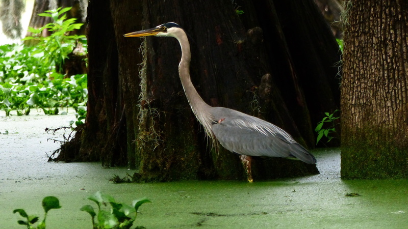 gray heron, water, day, tree, sinner, marsh, plant, nature, animal themes, 4K, pen, beak, bird, trunk, morning, louisiana, no people, one animal, plants