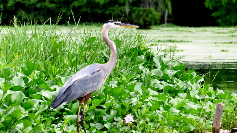 bayou, one animal, lake, louisiana, animals in the wild, 4K, animal neck, gray heron, animal, heron, wings, growth, marsh, outdoors, vertebrate, water bird