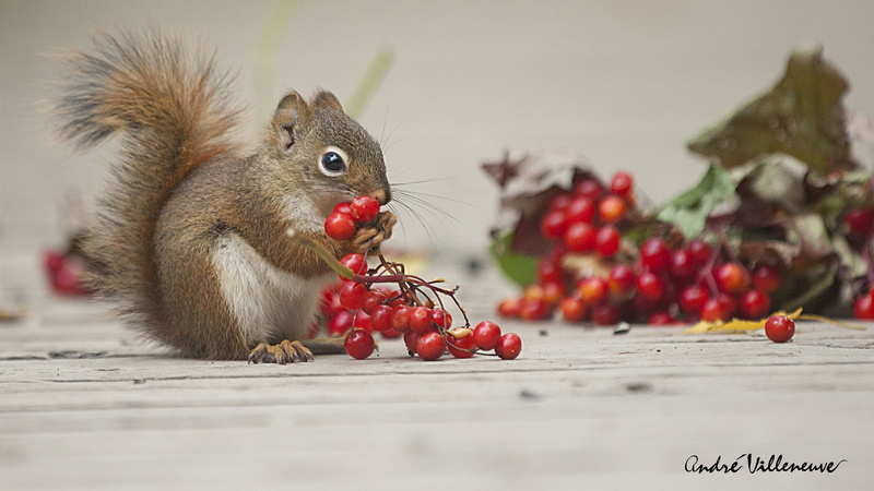 healthy eating, no people, squirrel, fruit, food and drink, berries, rodent, animal themes, one animal, close-up, wellbeing, eating, 1080P, berry fruit
