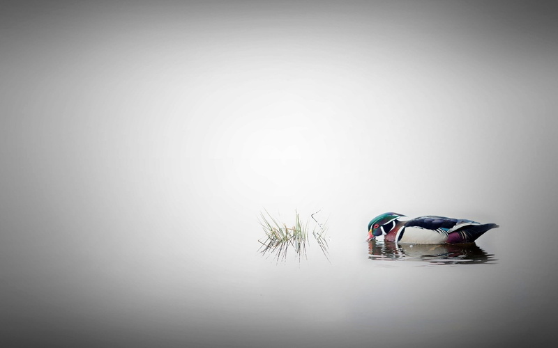 water, 500px, Andre Villeneuve, 1080P, nature, duck, animals