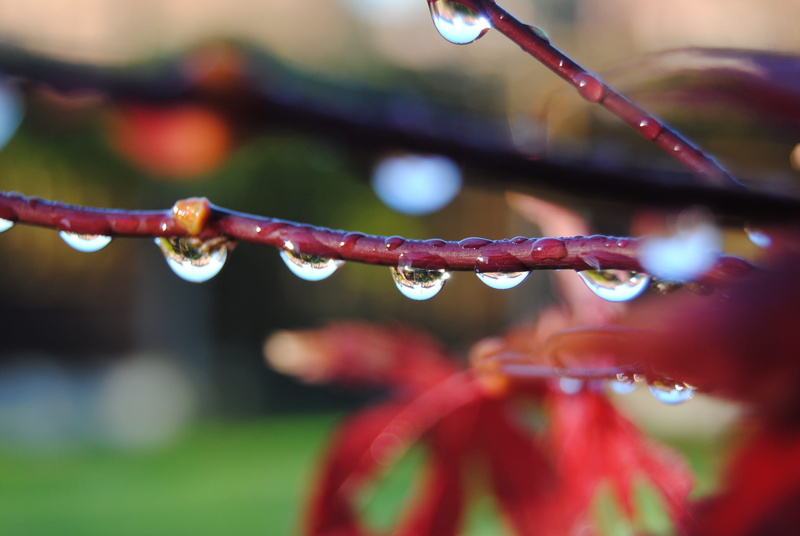 close-up, Drip, selective focus, foliage, natural, water, Bubble, wet, fragility, backgrounds, plant, sunlight, dribble, macro, green Color, beauty In Nature