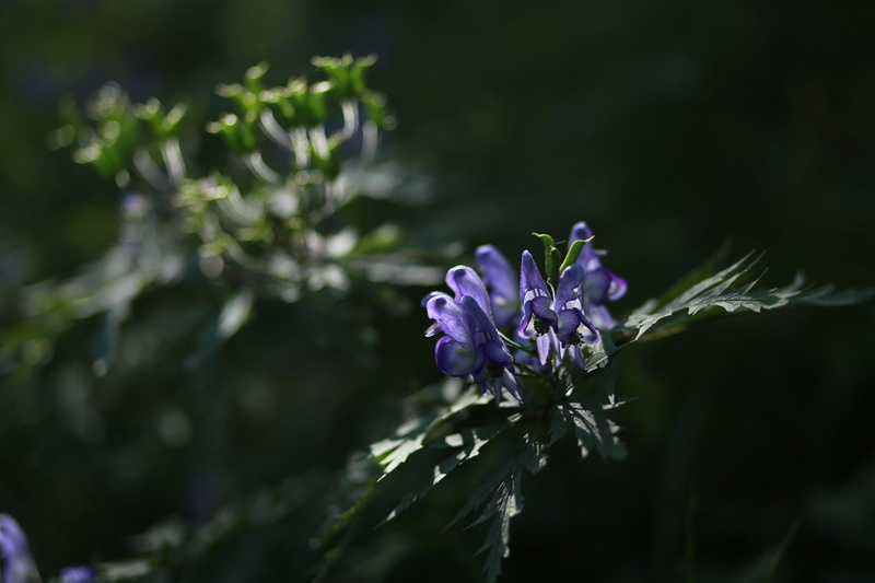 outdoors, no people, close-up, plant, flowering plant, nature, fragility, growth, beauty in nature, flower, germany, flower head, wildflower, flowers, selective focus