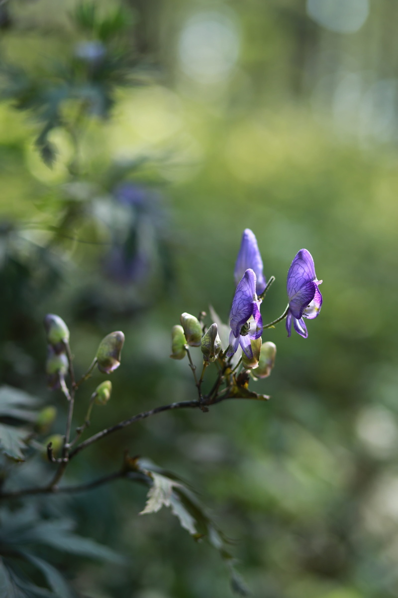 fragility, 5K, purple, plant, germany, flowering plant, headpiece flower, poisonous plants, flower head, growth, vulnerability, nature, beauty in nature