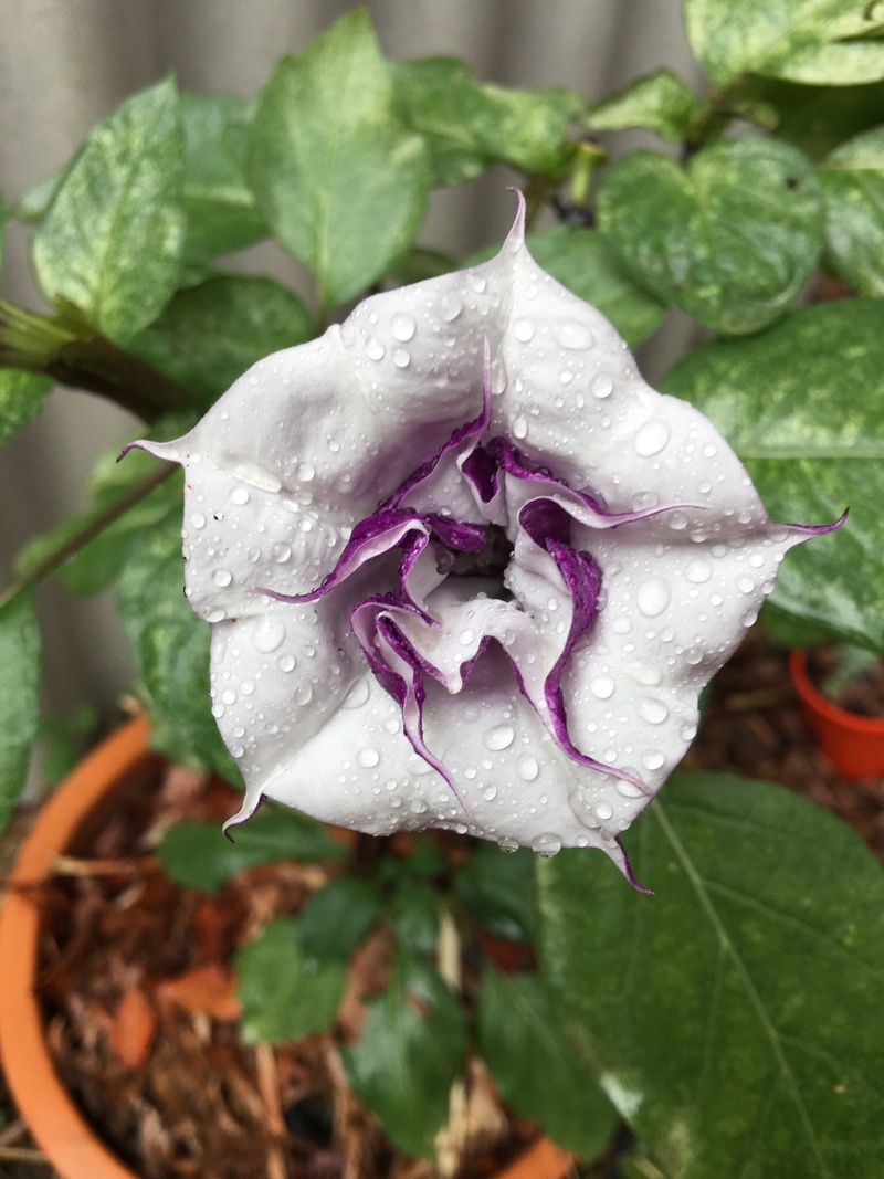 inflorescence, purity, plant part, rain, rose, brugmansia, water, white, flower, solanaceae, petal, growth, leaf, freshness, vulnerability, raindrop, no people
