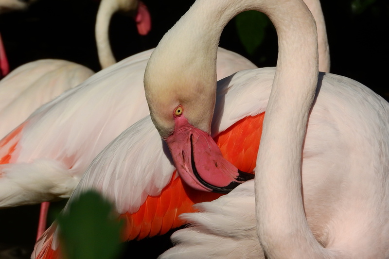 bird, animal body part, animal neck, animal wildlife, pink color, roseus, focus on foreground, animal, close-up, flamingo pink, animal themes, 4K, one animal