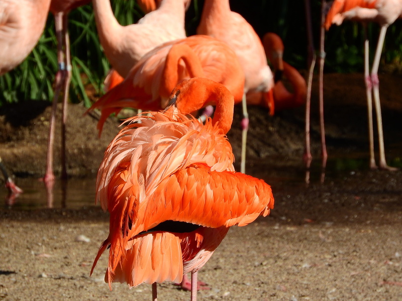 animal, 2K, vertebrate, focus on foreground, bird, Flamingo, clean, purification, Cuban, group of animals, outdoors, day, orange color, animals in the wild