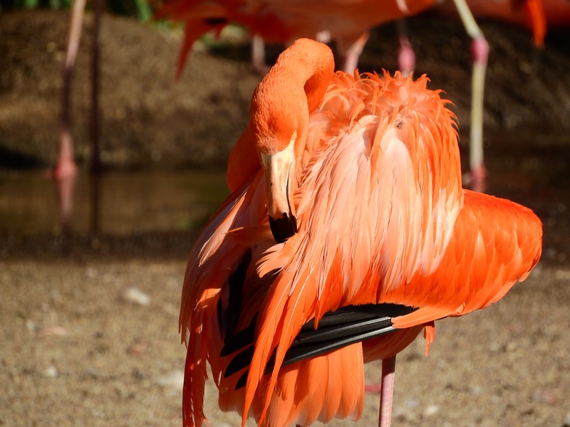 one animal, animals in the wild, land, feather, orange color, animal, phoenicopterus ruber ruber, preening, day, animal themes, close-up, bird, outdoors