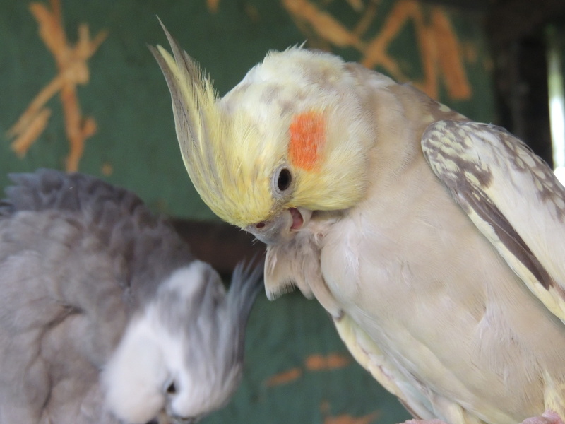 bird, parrot, 4K, close-up, one animal, purification, animals in the wild, outdoors, animal wildlife, group of animals, day, no people, vertebrate, couple
