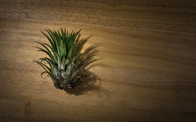 no people, growth, day, table, wood - material, 2K, teal blue asia, ornament, plants, plant, plan interior, indoors, food and drink, pool, plant part