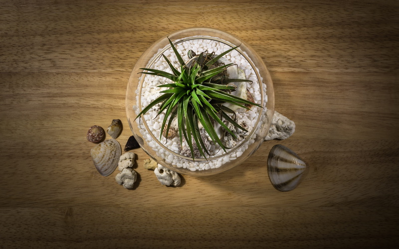 leaf, healthy eating, wellbeing, wipes, wood - material, air purification plants, beach, food and drink, transparent, shells, glass, boulder, this is the last company