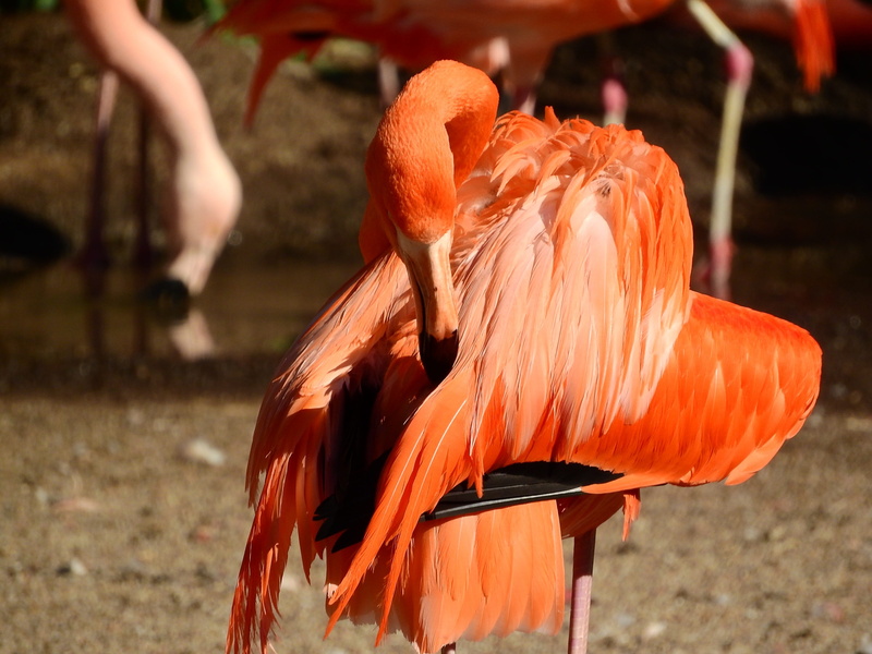 sunlight, outdoors, animal wildlife, close-up, day, fluffy, Cuban, orange color, red, focus on foreground, animal themes, multi Colored, beak, chicken