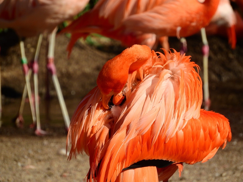 sea, Flamingo, underwater, red flamingo, animal themes, phoenicopterus ruber ruber, focus on foreground, marine, nature, animal, clean, beauty in nature