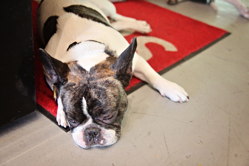mammal, citylife, pets, canine, indoors, french, skateboarding, relaxation, close-up, domestic, fashion, no people, los angeles, focus on foreground, small