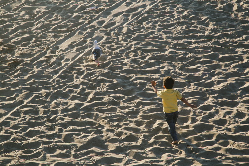 day, seagul, los angeles, chase, sunlight, leisure activity, real people, outdoors, rear view, running, pattern, united states, shadow, lifestyles, beach